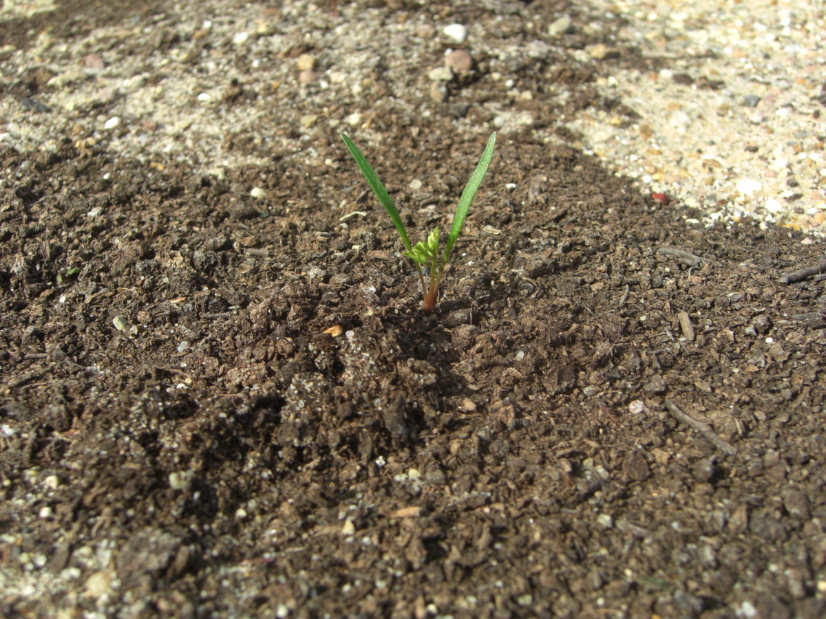 Carrot seedlings after thinning