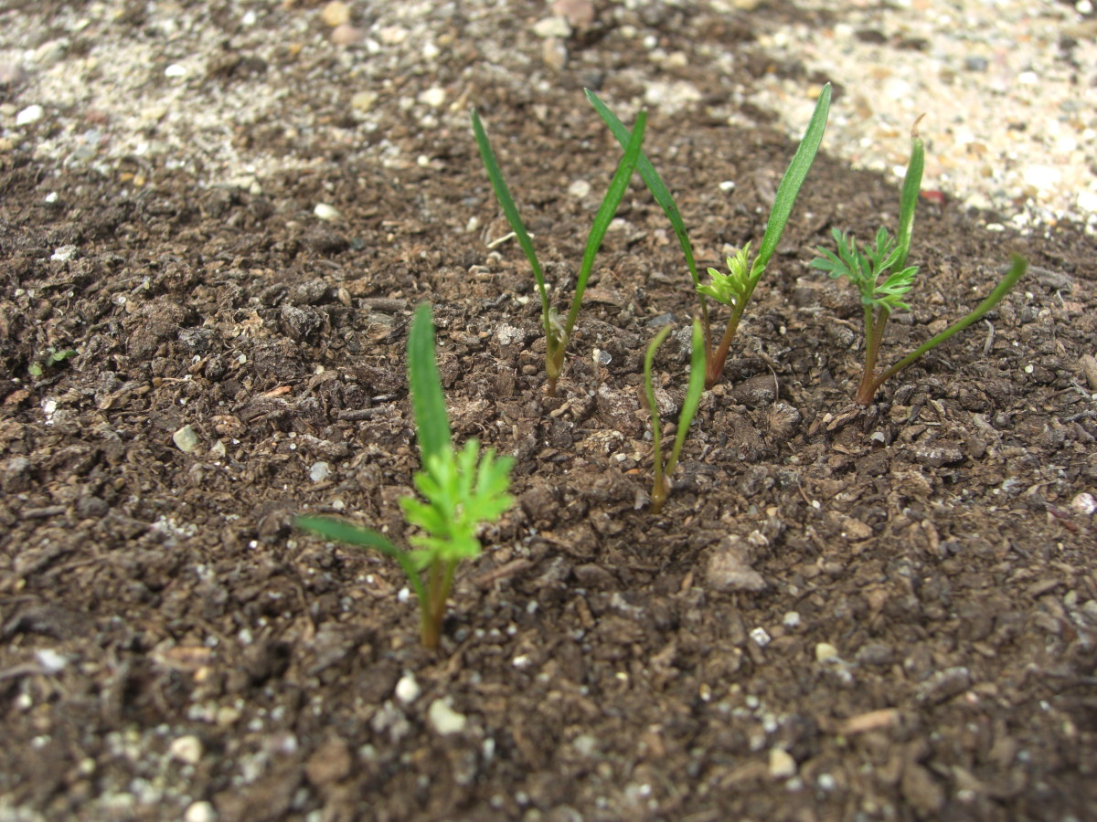 Carrot seedlings before thinning