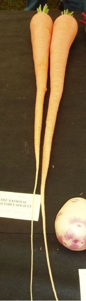Long Carrots
