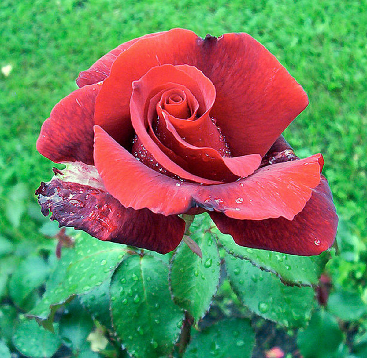 File: Rose-rr Festung Koenigstein.jpg A red rose, sprinkled with dew drops  Author: C.D. Schmidt