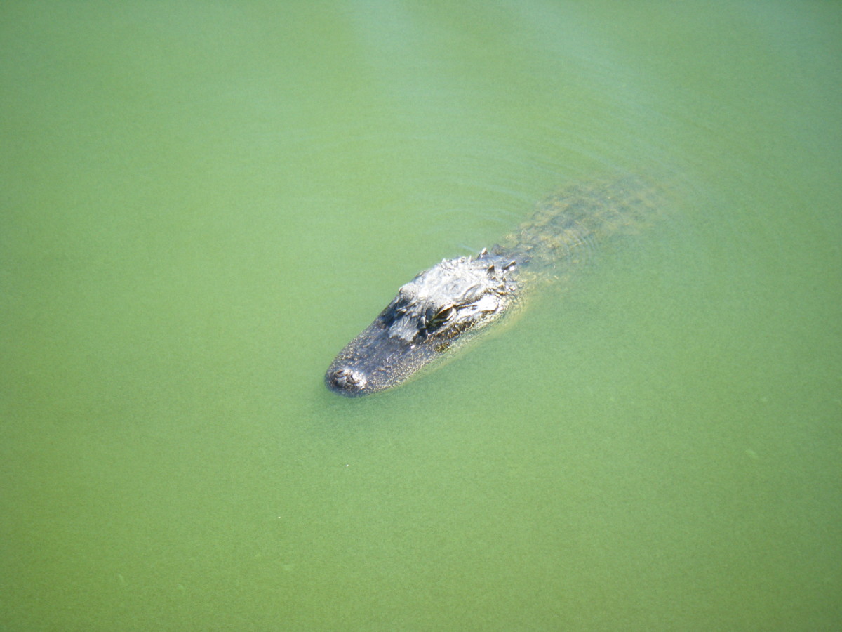 American alligator swimming in Lake Alice, Gainesville, Florida.  Alligators are generally fairly timid animals and will normally head for water and swim away if approached.  They have a very powerful bite, however, so should never be provoked.