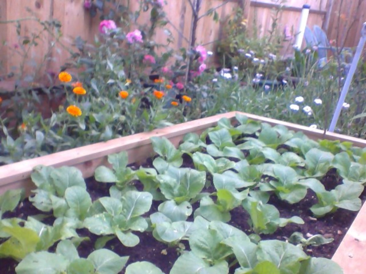 Chinese Cabbage Growing Stage