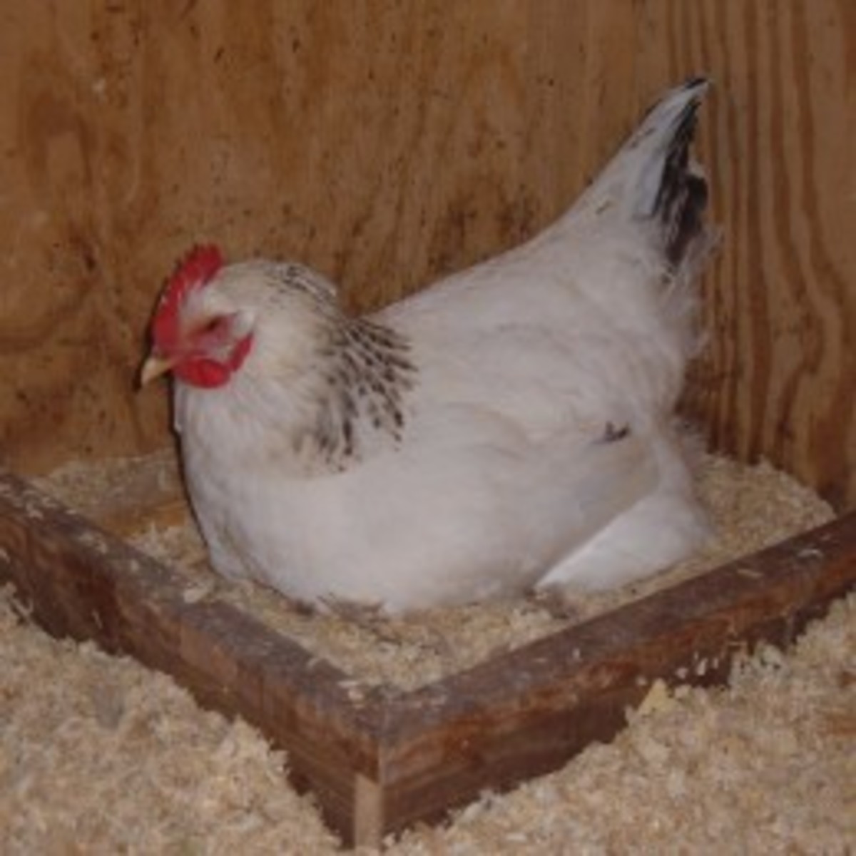 Hen Nesting Box
