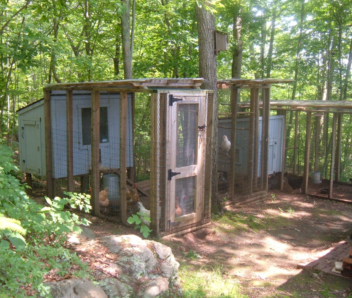 Our Backyard Chicken Coops