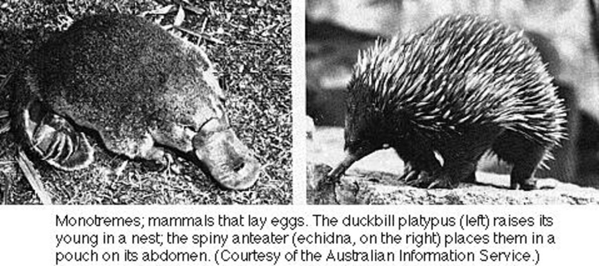 The duckbill platypus and Spiny anteaters (echidnas)