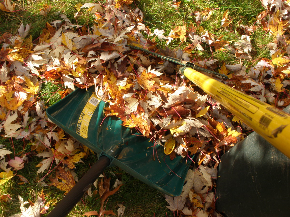 How to Rake Leaves Using a Snow Shovel HubPages