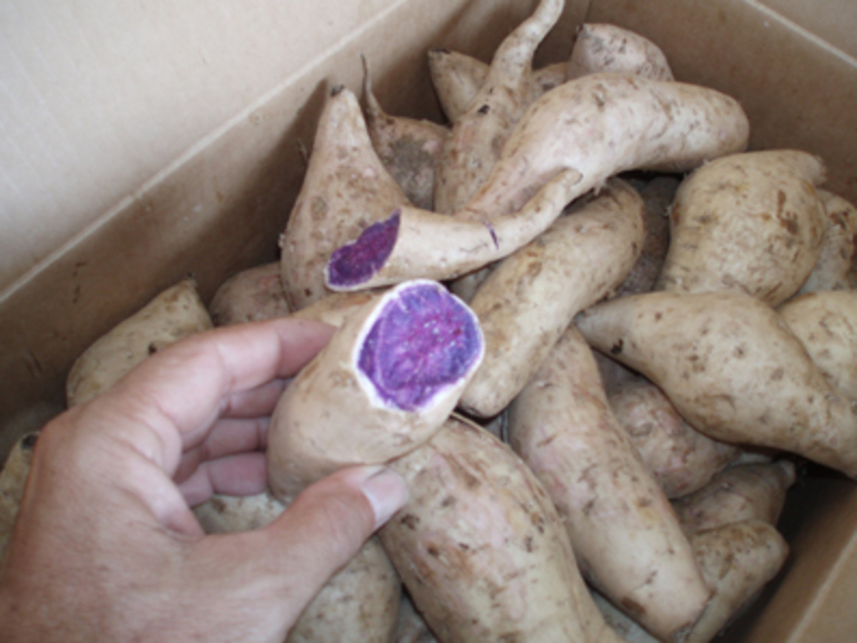 Purple sweet potatoes. With their attractive, beautiful color, the purple varieties are highly regarded in the Philippines and cost a lot more than the white ones. They are good boiled and also used in sweets and desserts.