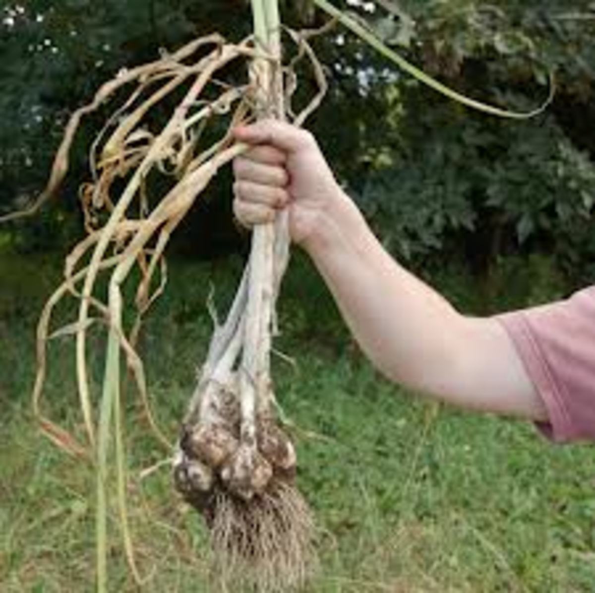 the-idiots-guide-how-to-grow-garlic-in-the-kitchen-garden-or-growing-anywhere-at-home
