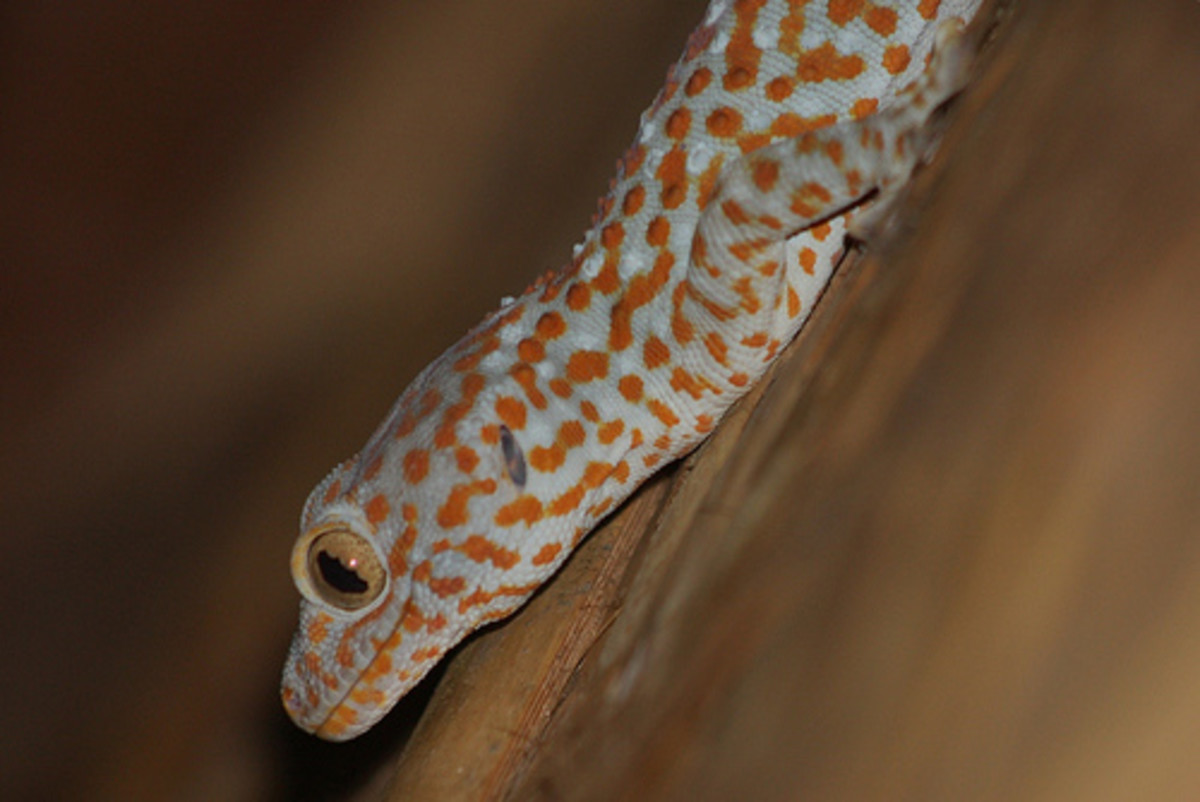 Tokay Gecko 