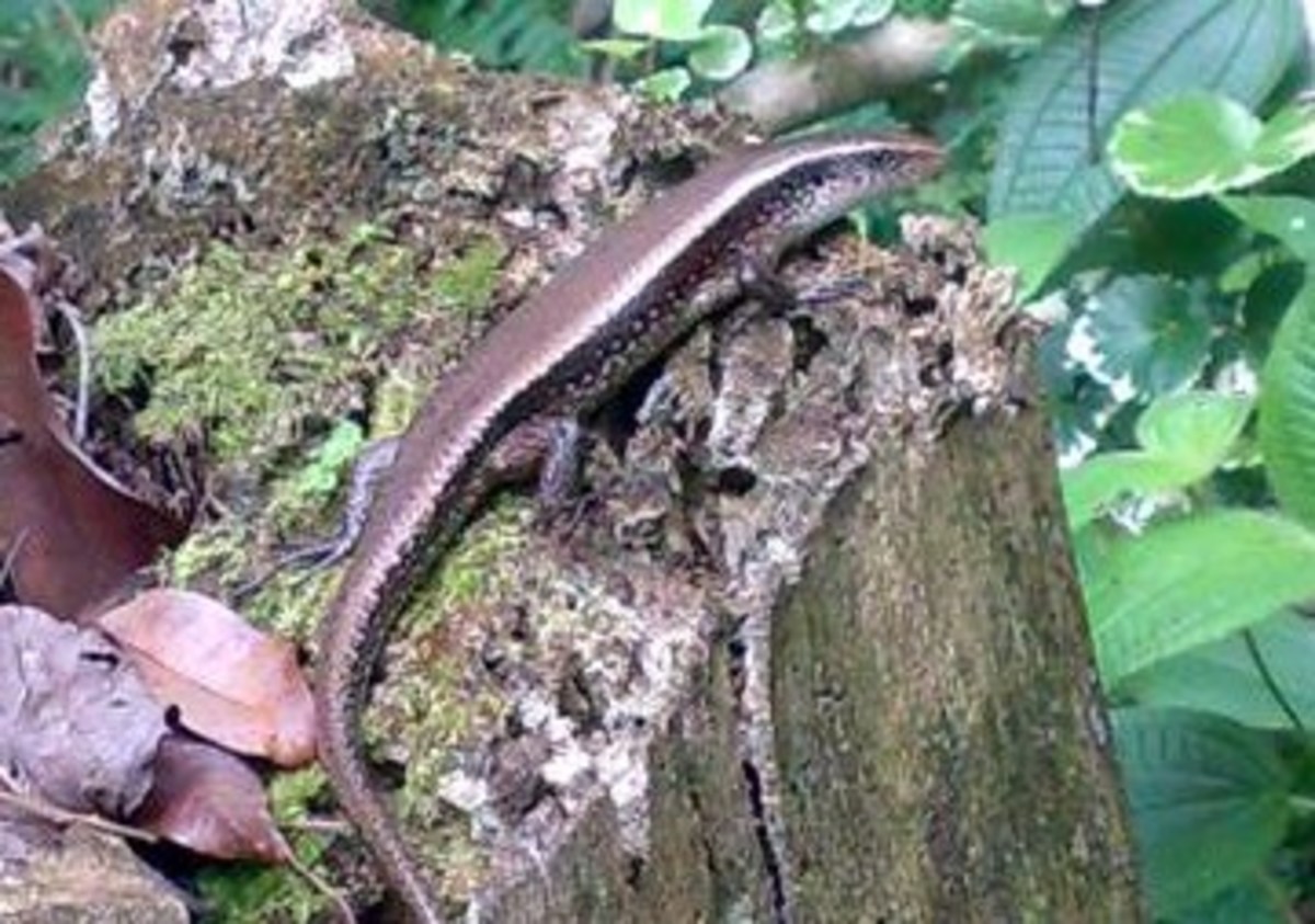 Many-lined Grass Skink 