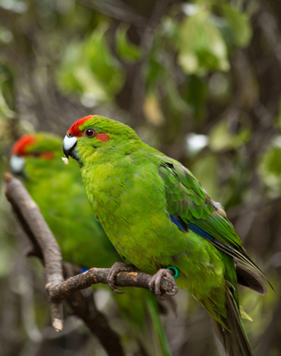 Red-crowned parrot 