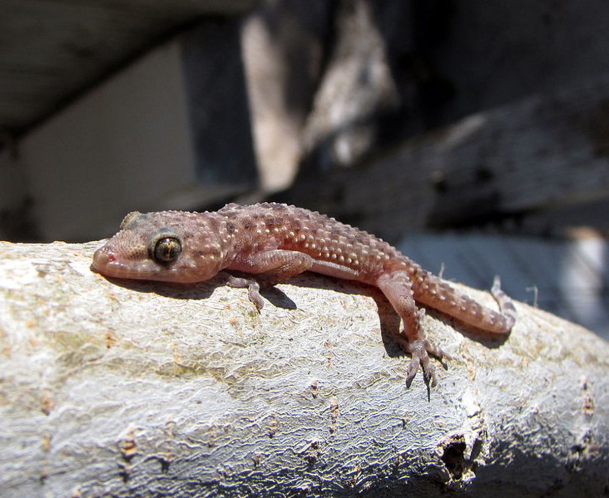 Mediterranean Gecko 
