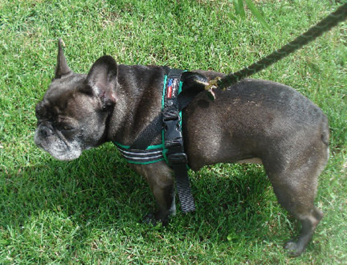 Outfitting Your French Bulldog