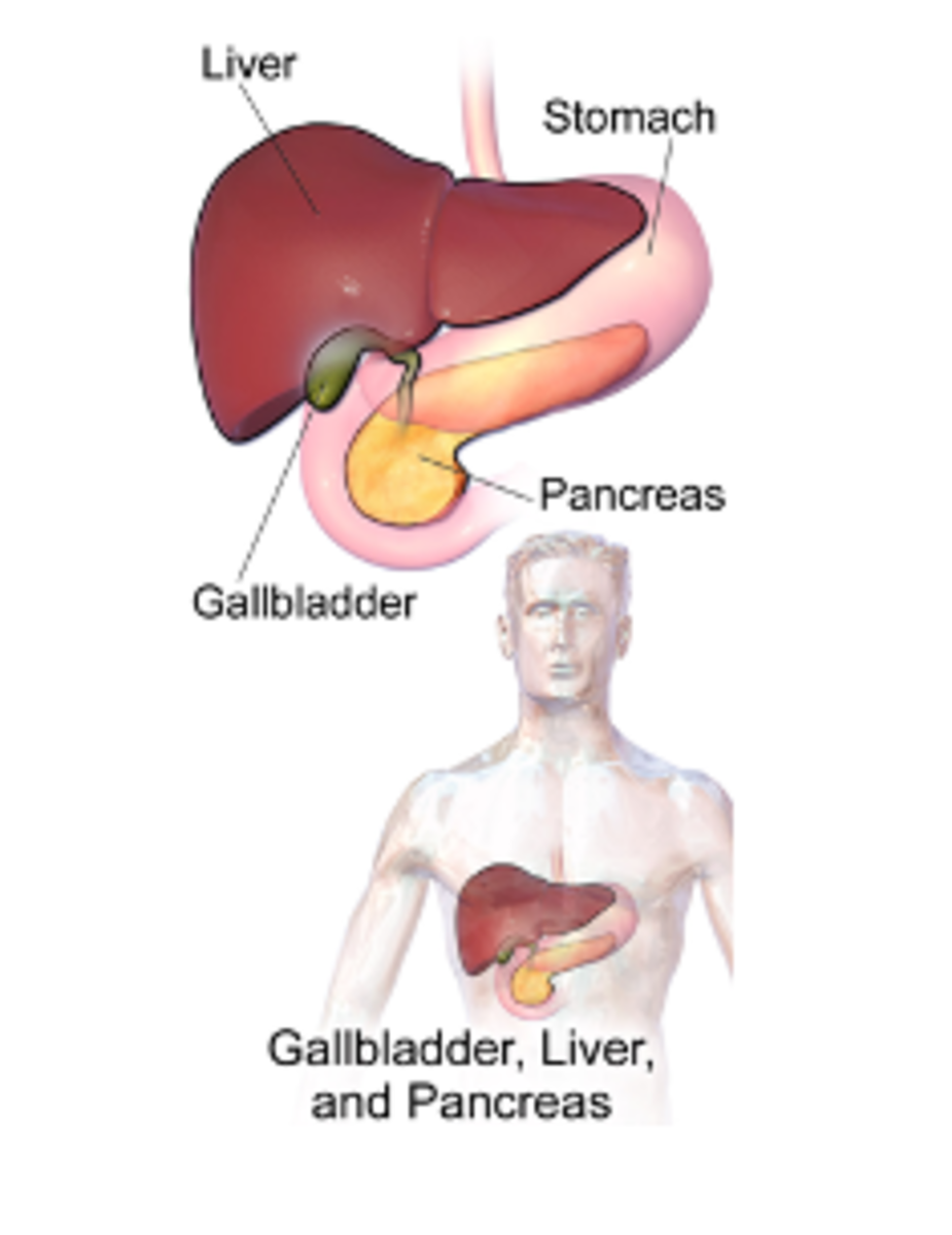 Basic Gallbladder Anatomy and Gallstones HubPages