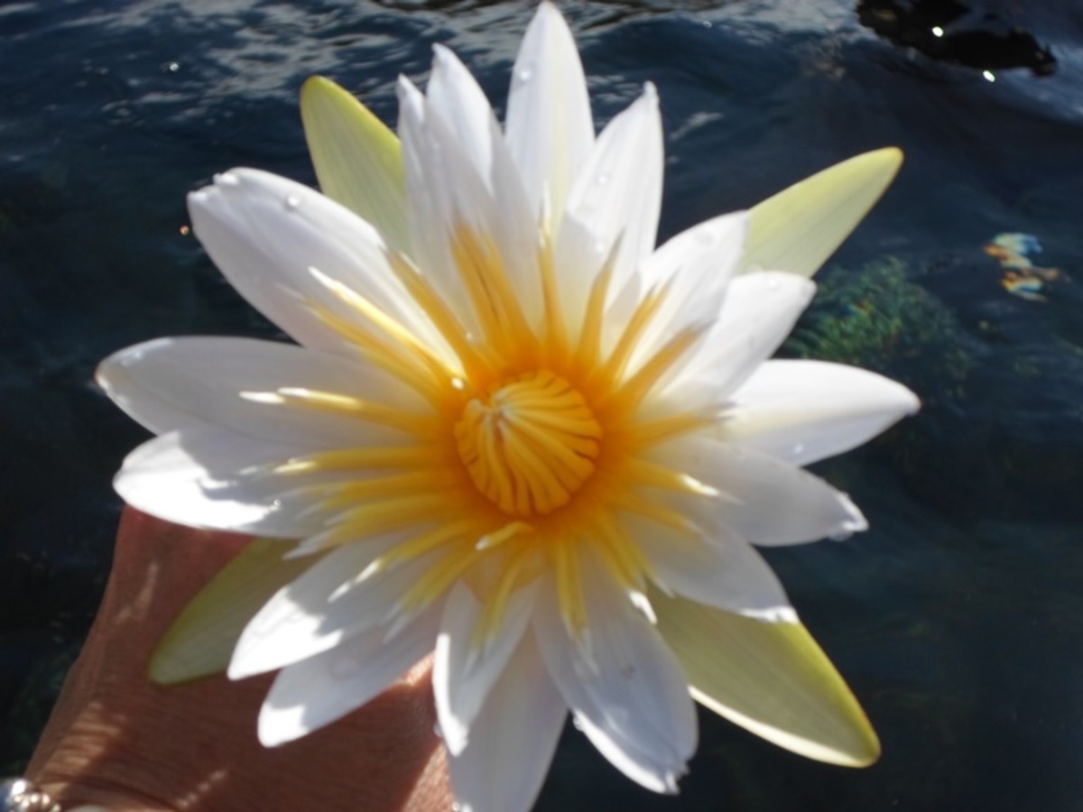 Water Lily from the Marico Oog  © Martie Coetser