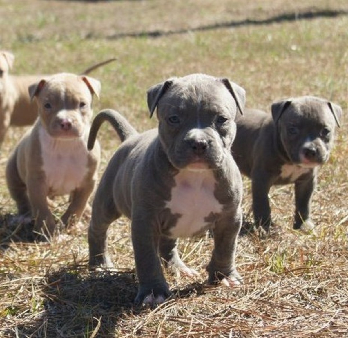 Pitbull puppies