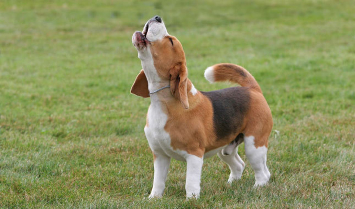 Adult Beagle
