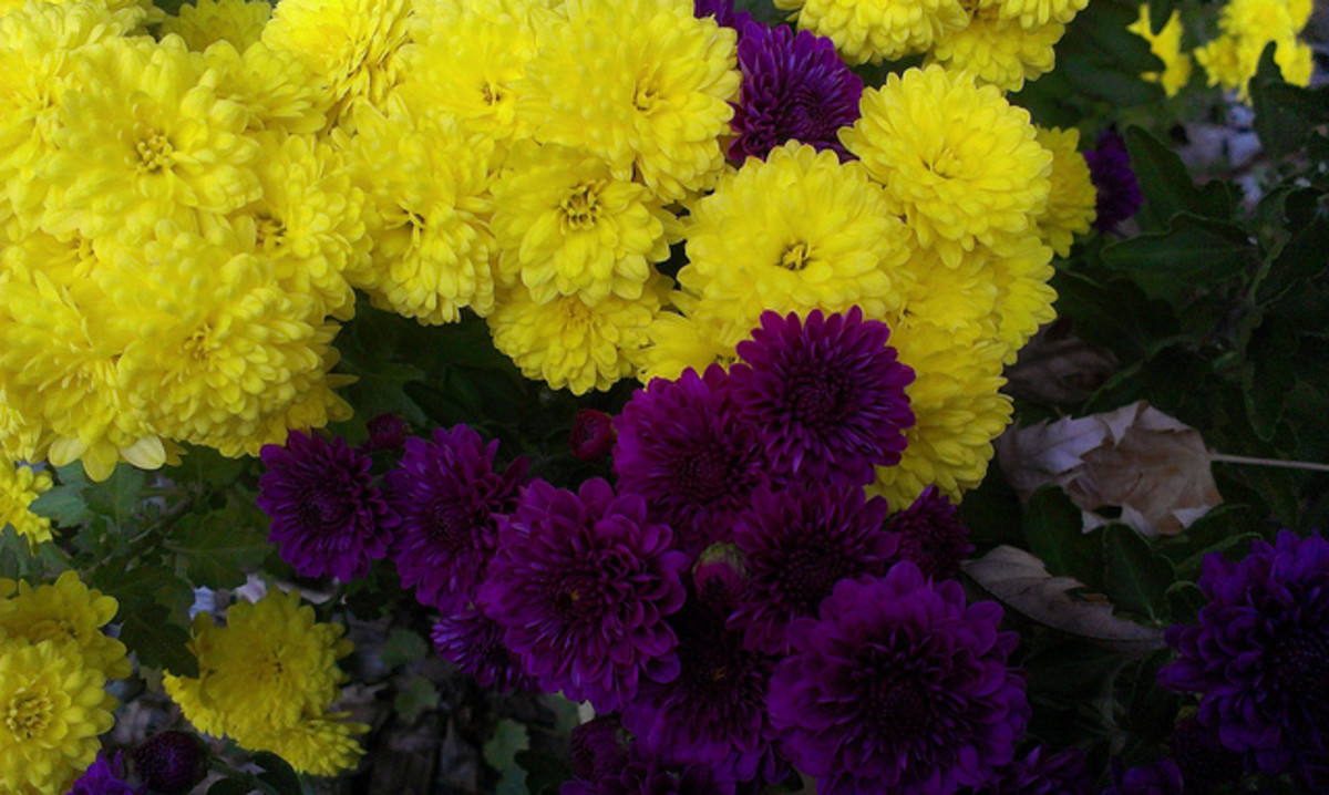 Plant Spotlight: Chrysanthemums - HubPages