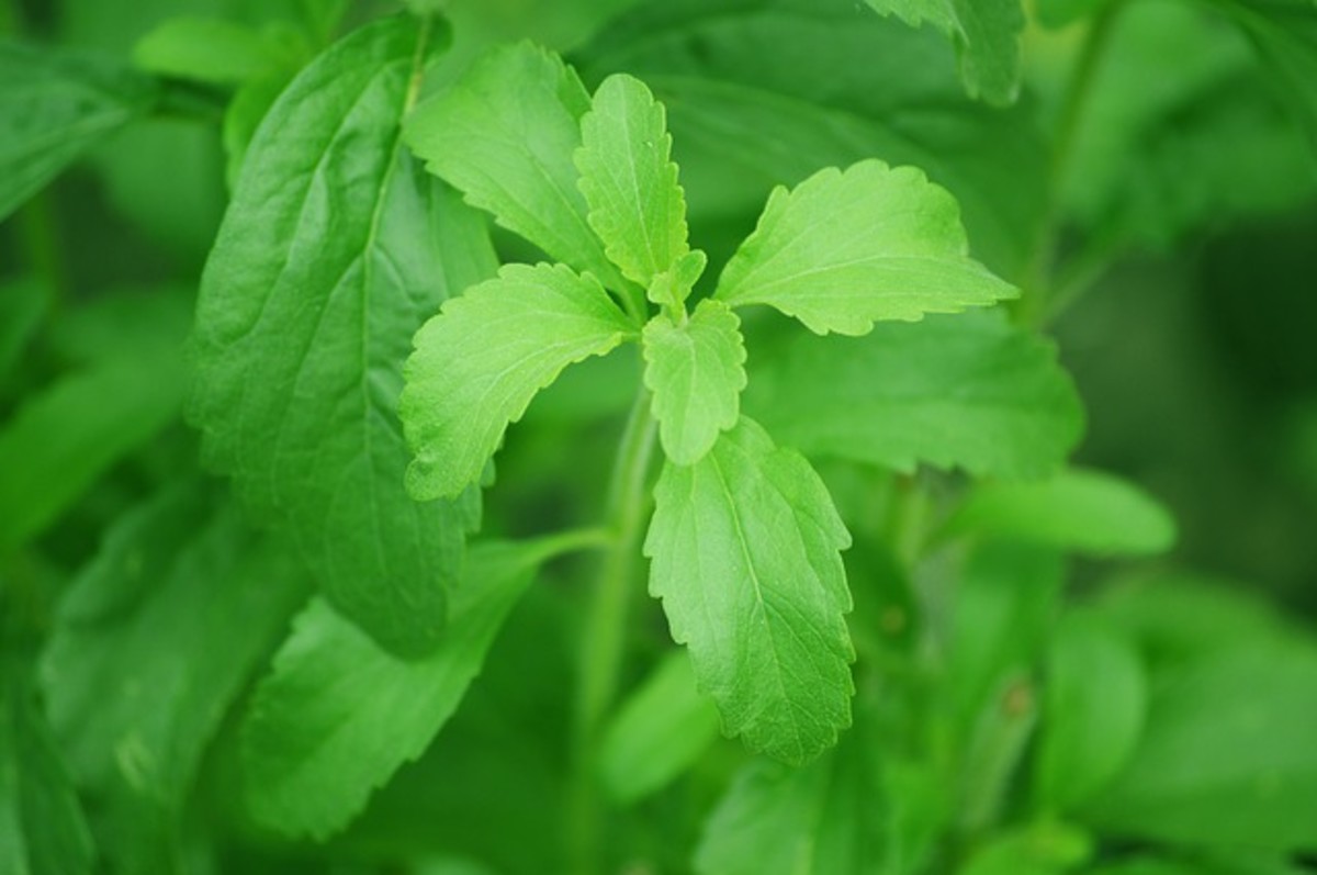 Lessons in Magical Herbalism: Stevia
