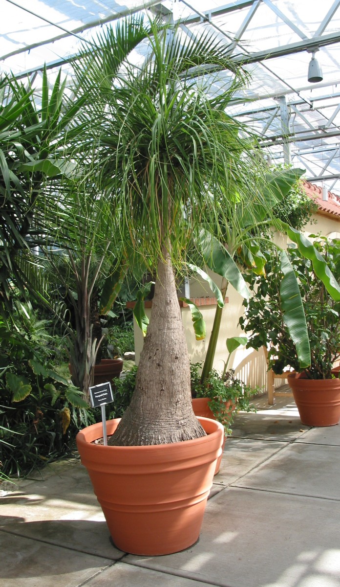 Large Pony Tail Palm