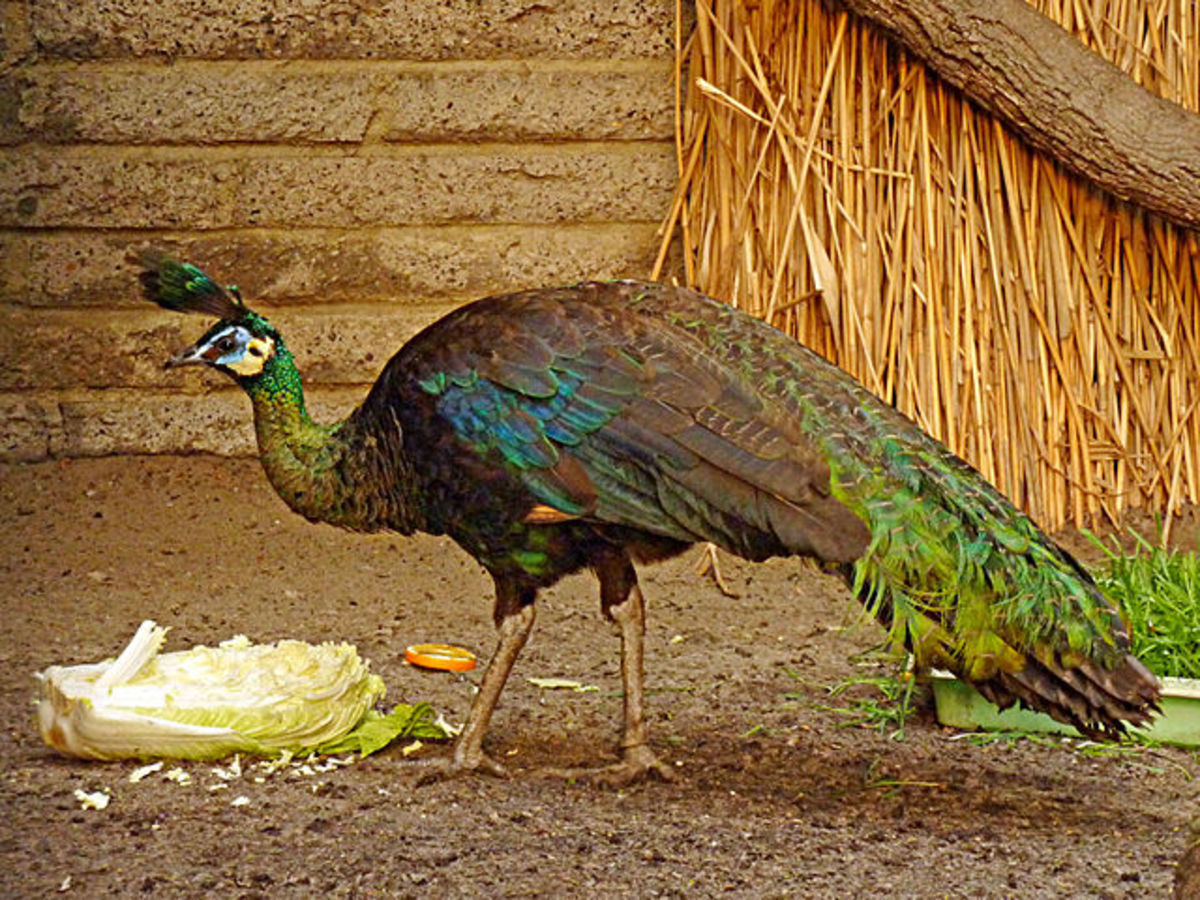 Endangered Green Peacock - Rare Peafowl Species - HubPages