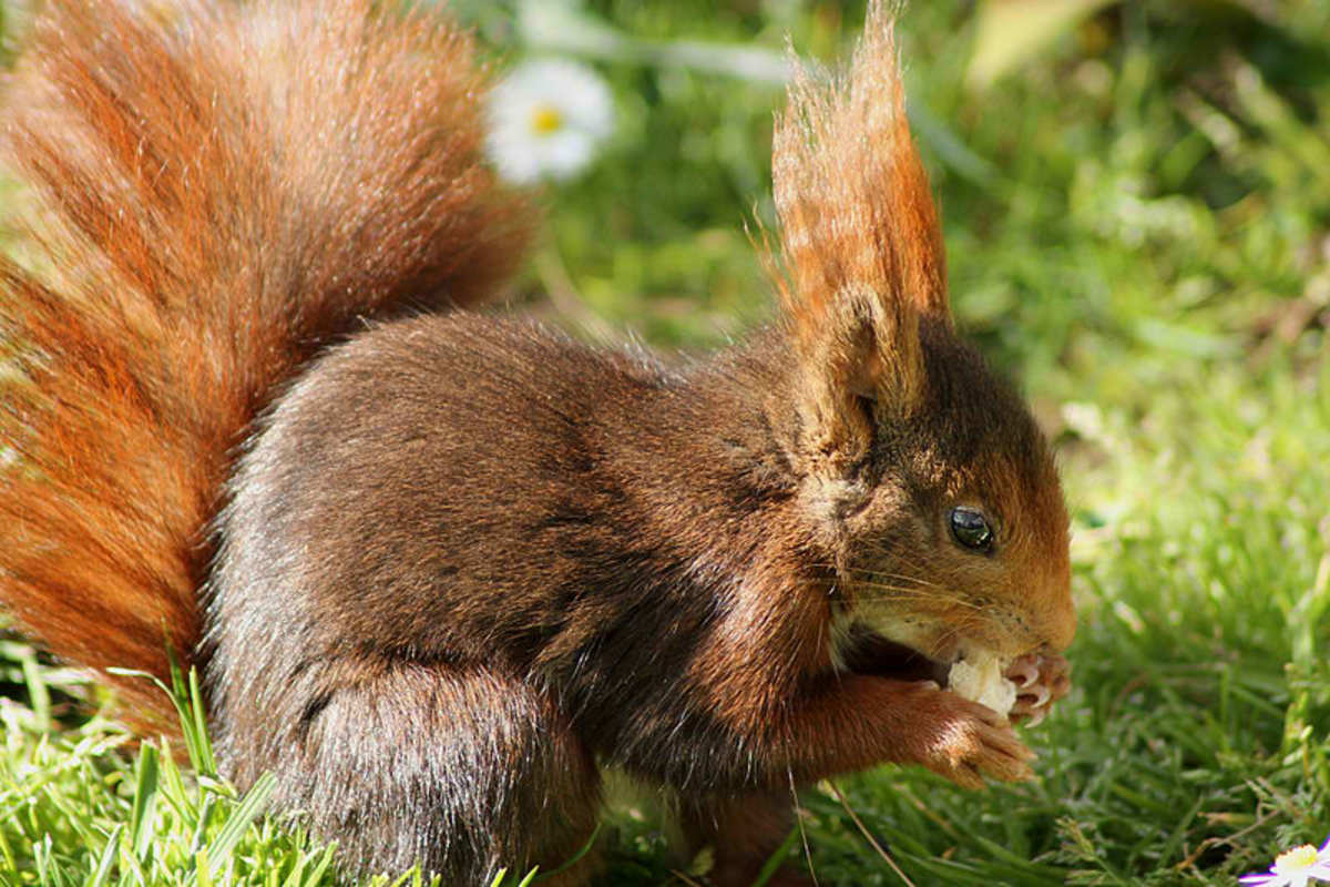  red squirrel (Sciurus vulgaris)