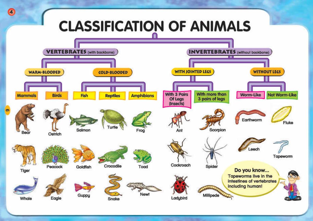 Two Classification of Animals: Vertebrates and Invertebrates