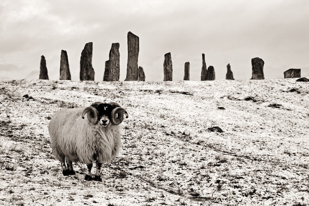 A blackface ram standing before the Callanish Stones. Photo by Donald Macleod.
