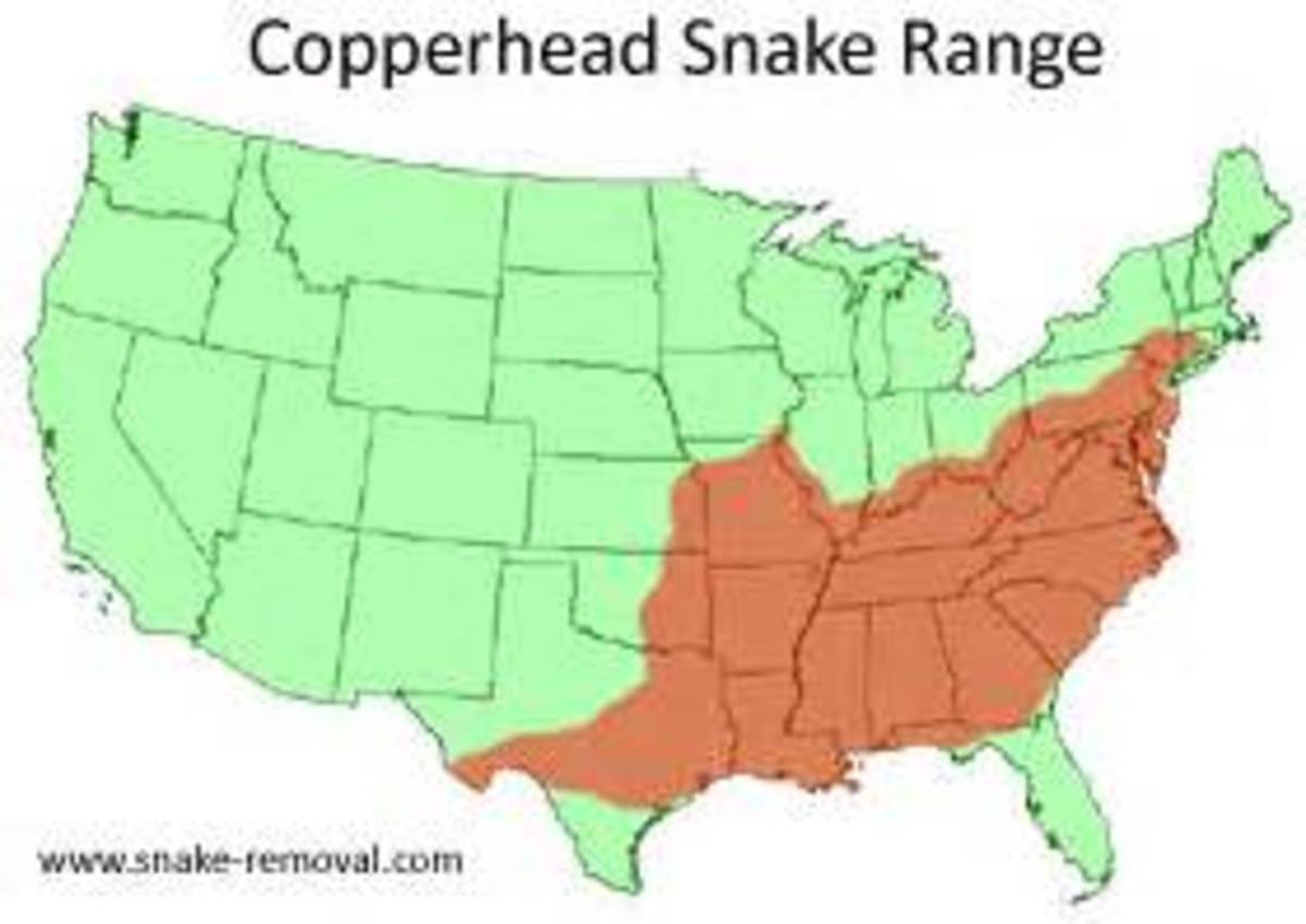 most-venomous-snakes-in-the-united-states