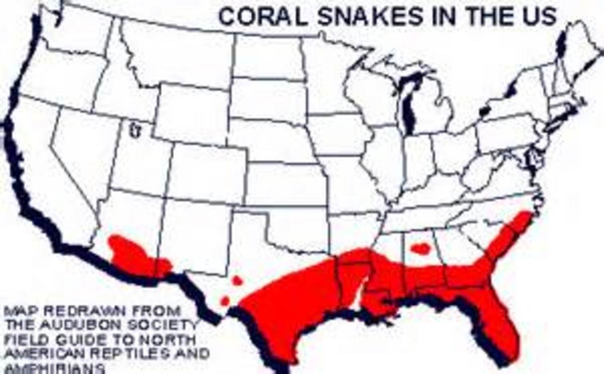 most-venomous-snakes-in-the-united-states