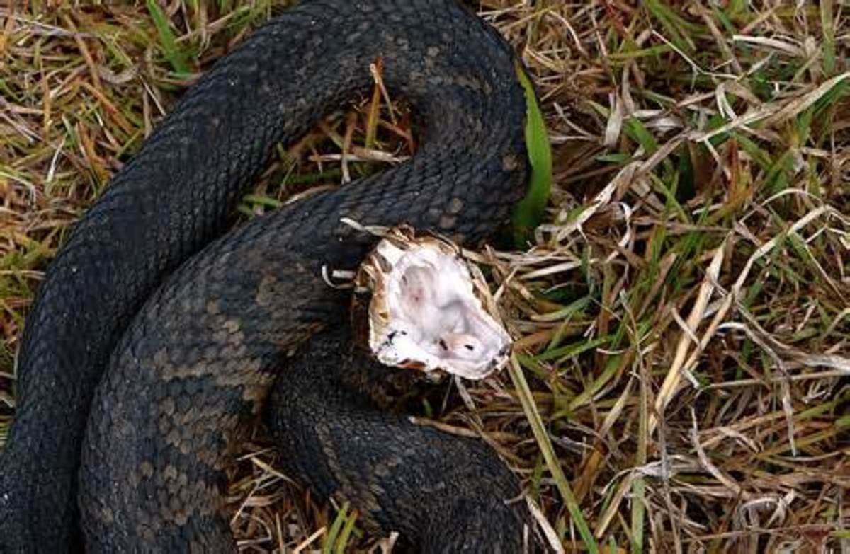 Most Venomous Snakes In The United States - HubPages