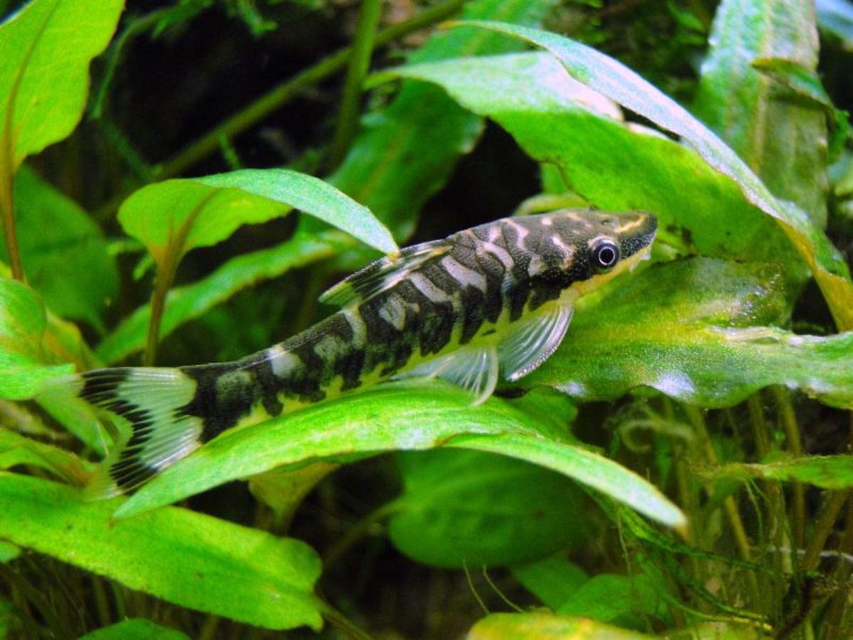 Zebra Oto Catfish: Diet, Tank Size, Compatibility, and More