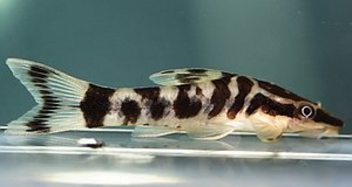 The Zebra Otocinclus Catfish