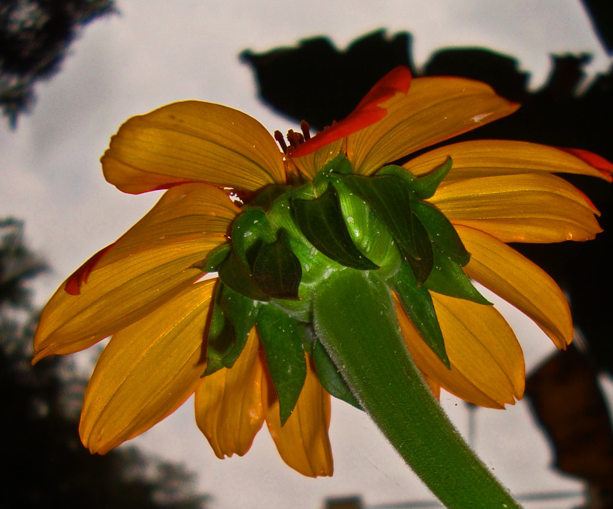 how-to-grow-the-bright-and-colourful-mexican-sunflowers-in-your-garden