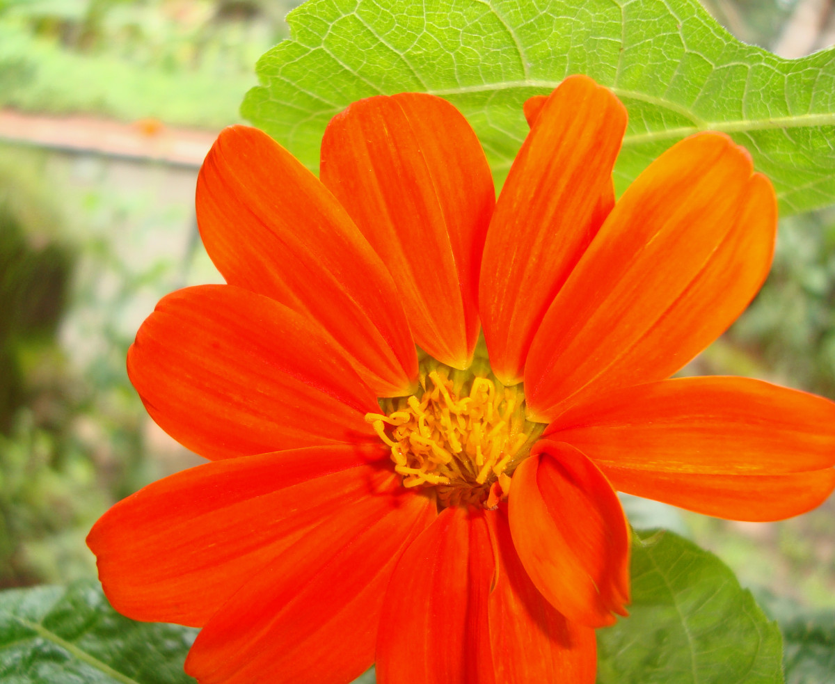 Blooming Mexican Sunflower