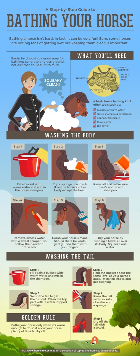 5-horse-care-tips