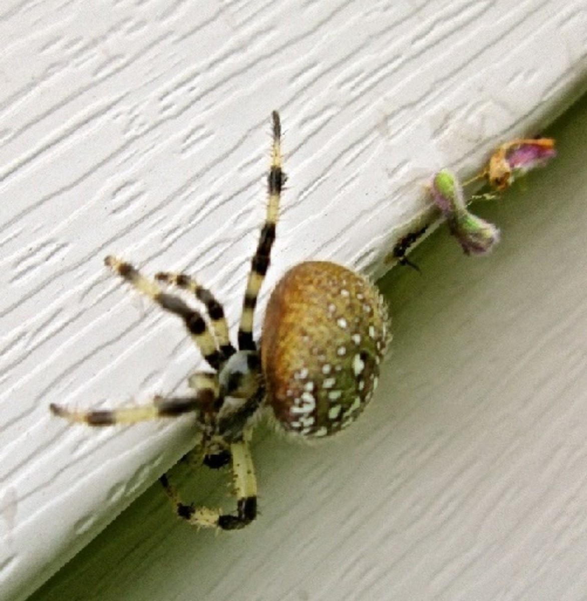 Spider with striped legs. 