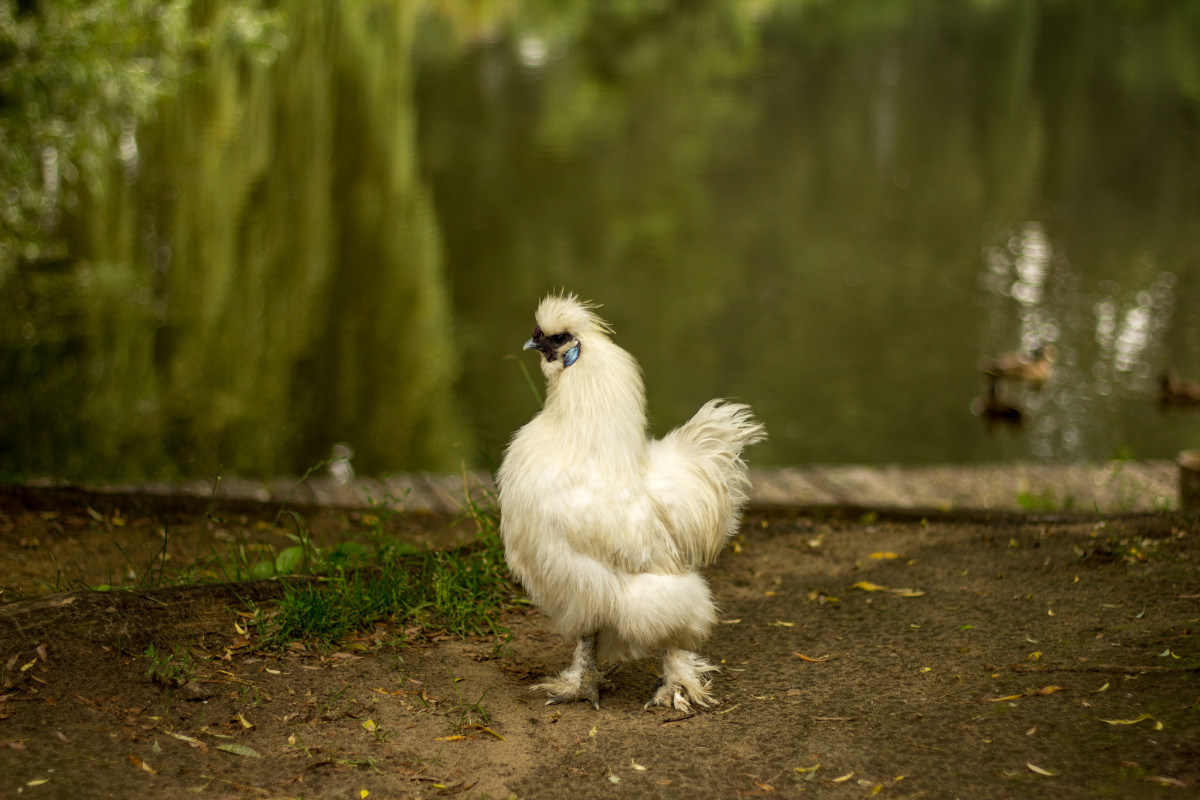 eating-silkie-chickens
