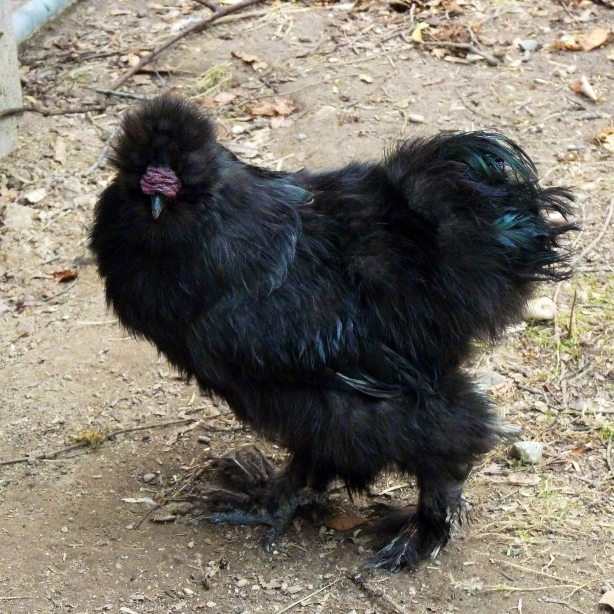 eating-silkie-chickens