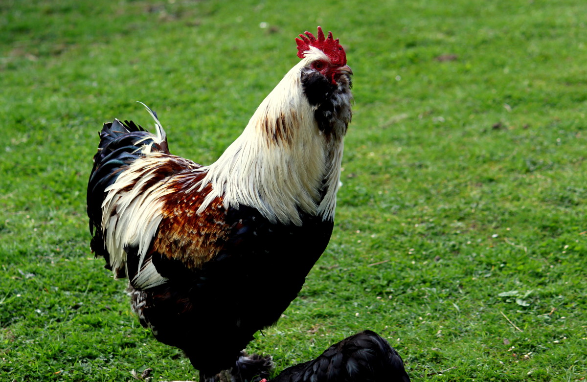You can find many rare chicken breeds if you check out sites such as Backyardchickens.com