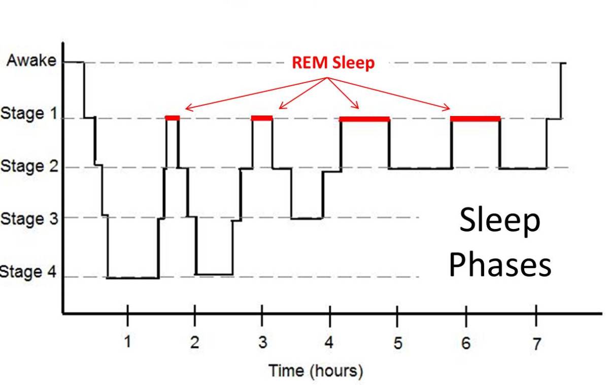 During a nights sleep we rotate through sleep cycles with phases of REM sleep becoming longer each cycle