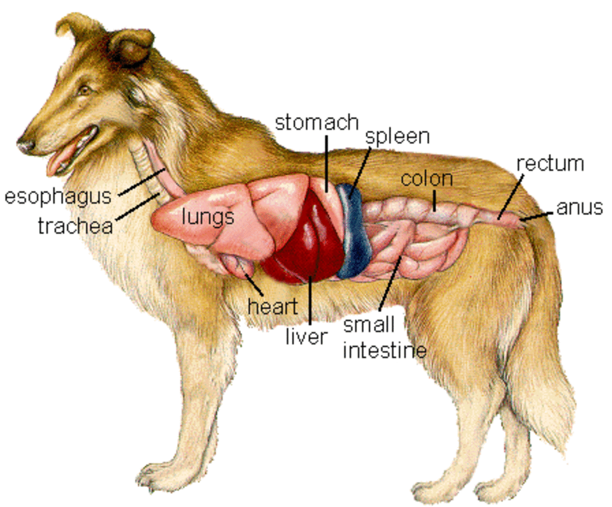 This drawing illustrates the location of a dog's organs. 
