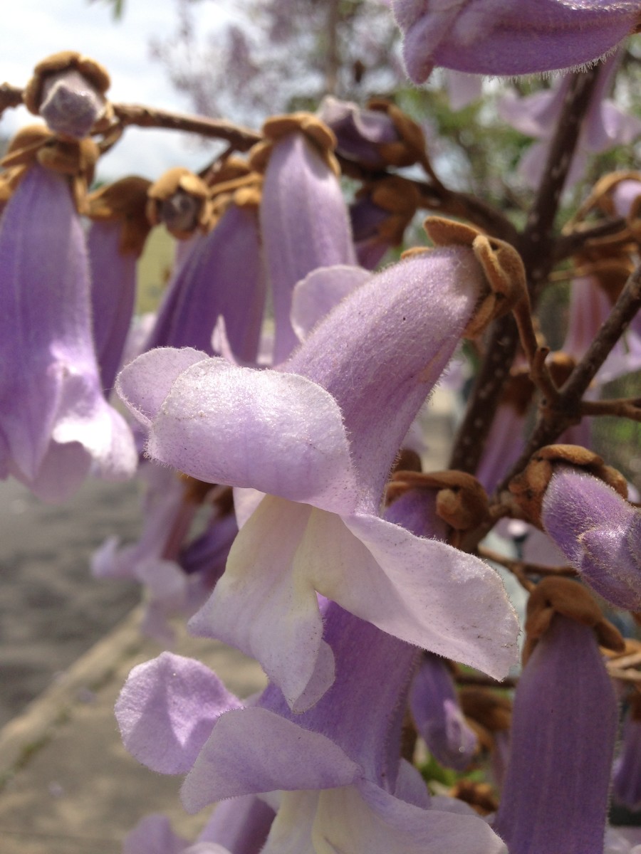 Royal Empress Tree HubPages