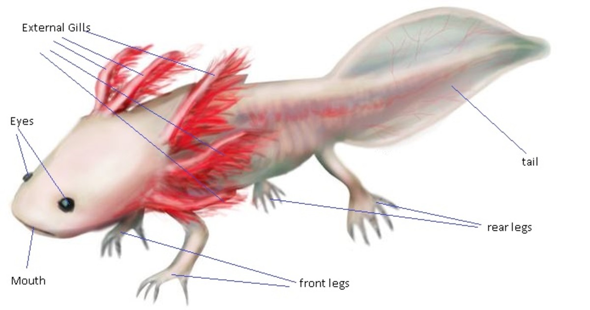 Axolotl body CC-SA: memuco