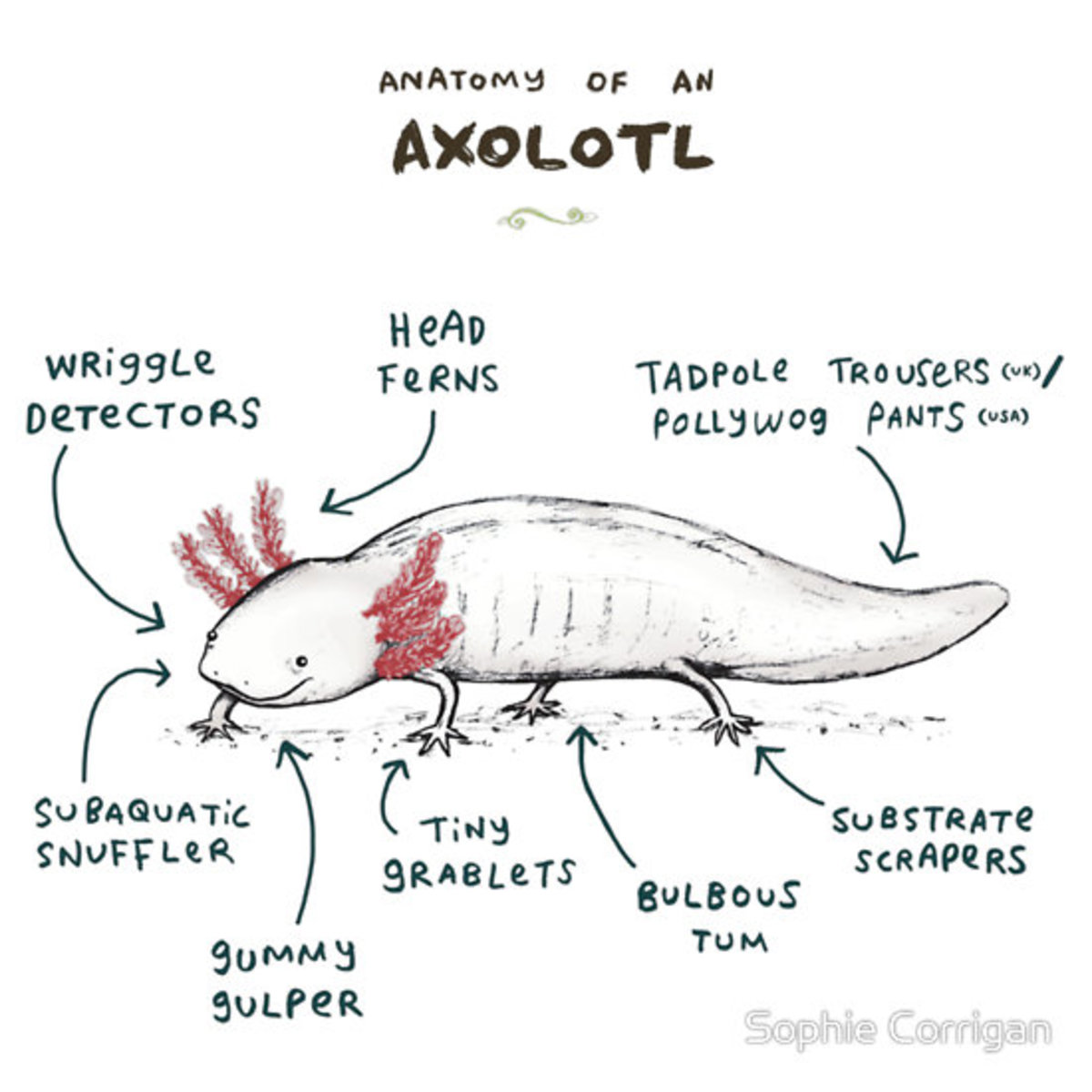 Alternative axolotl anatomy and body CC: Sophie Corrigan