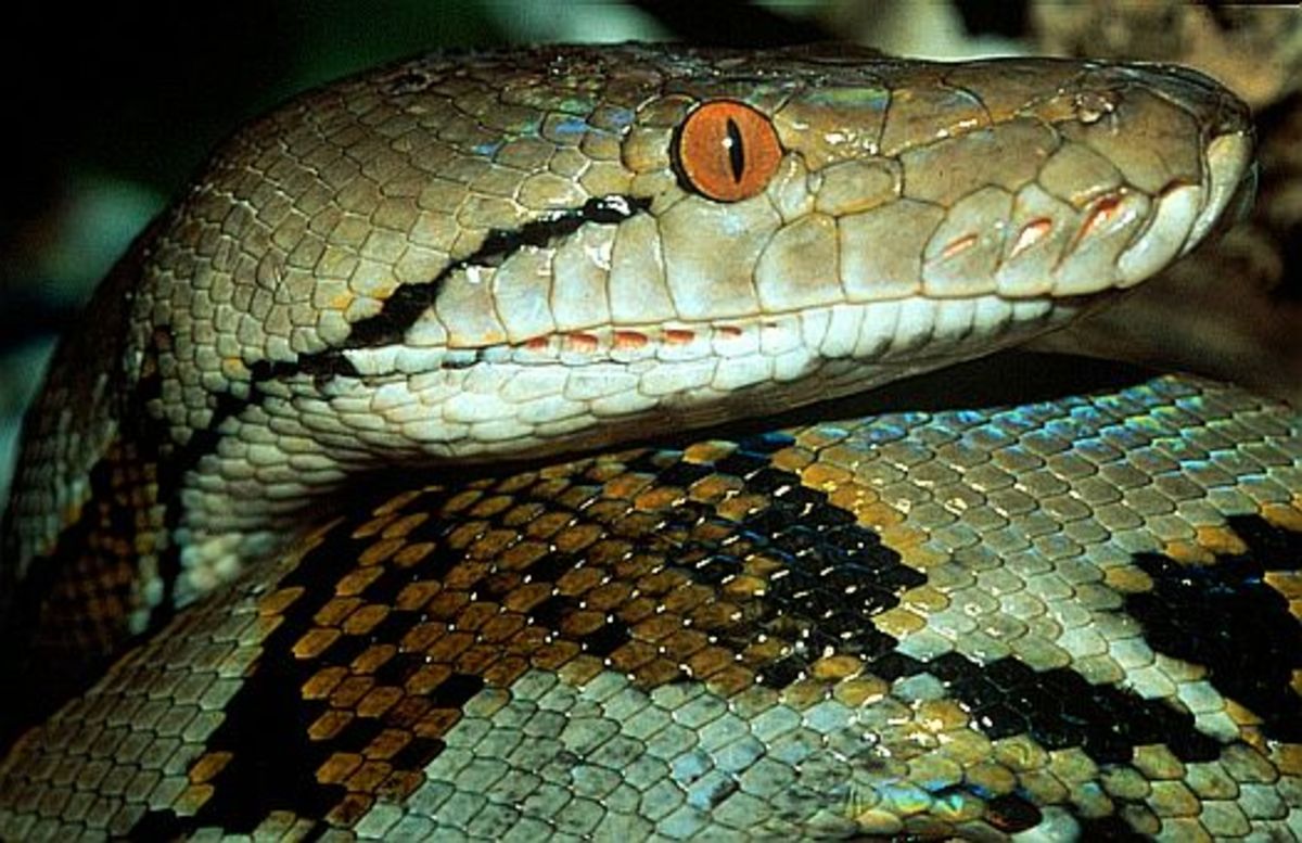 singapore-venomous-snakes-poisonous-spiders-and-other-deadly-insects-and-animals