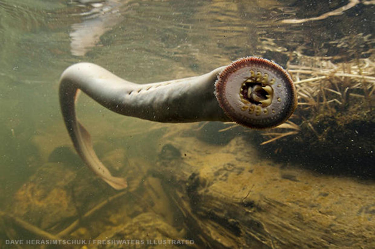 Picture Of A Lamprey
