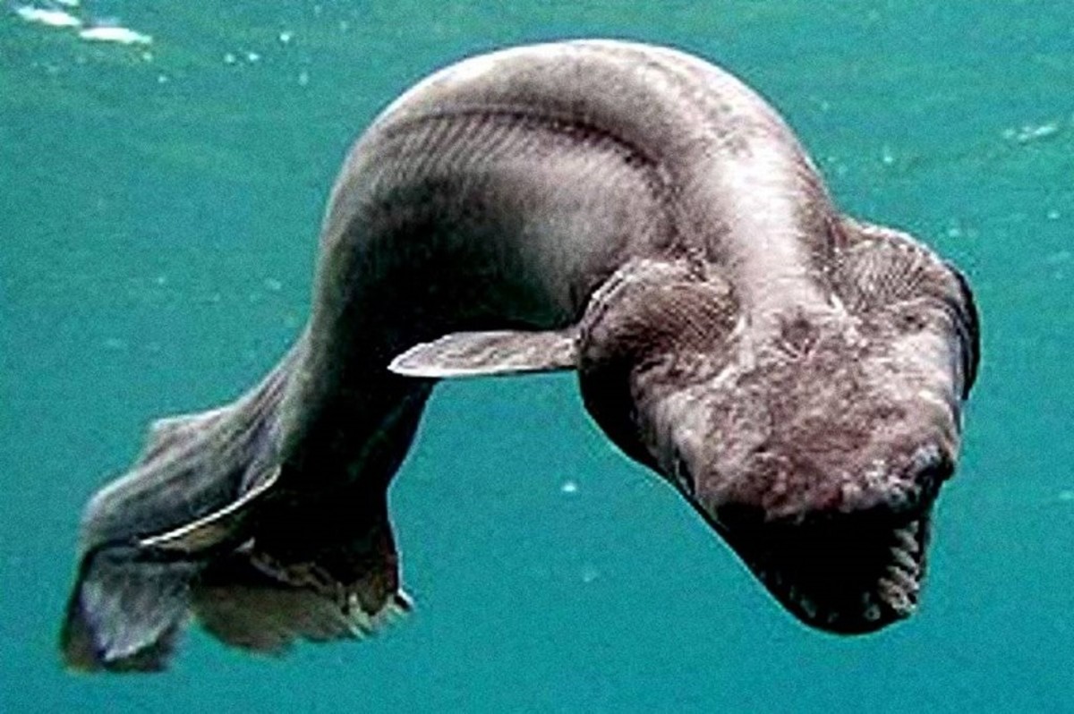 Picture Of A Frilled Shark