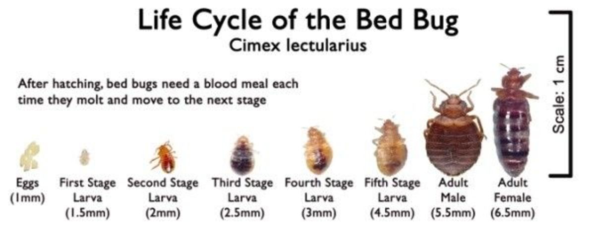 dealing-with-and-killing-cimex-lectularius-the-bed-bugs