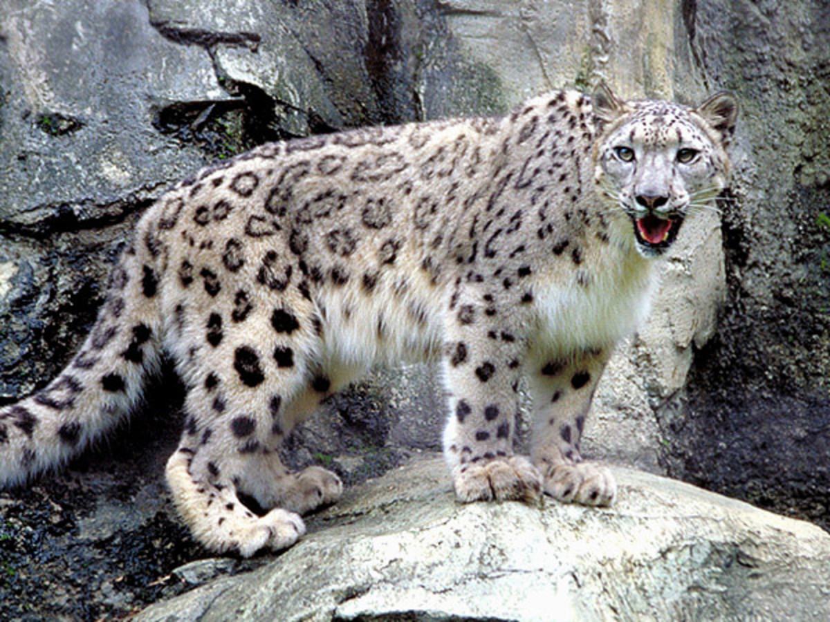 Panthera uncia, the Snow Leopard